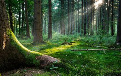 IL POTERE DI PRENDERCI UNA PAUSA